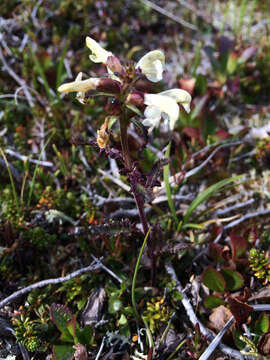 Image of Lapland lousewort