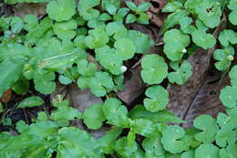 Image de Hydrocotyle leucocephala Cham. & Schltdl.