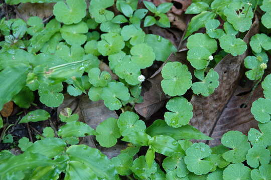 Image de Hydrocotyle leucocephala Cham. & Schltdl.