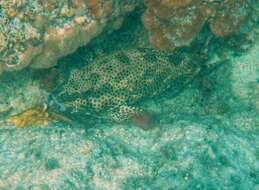 Слика од Epinephelus adscensionis (Osbeck 1765)