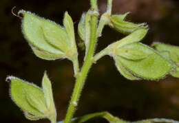 Plancia ëd Rhynchosia latifolia Torr. & A. Gray