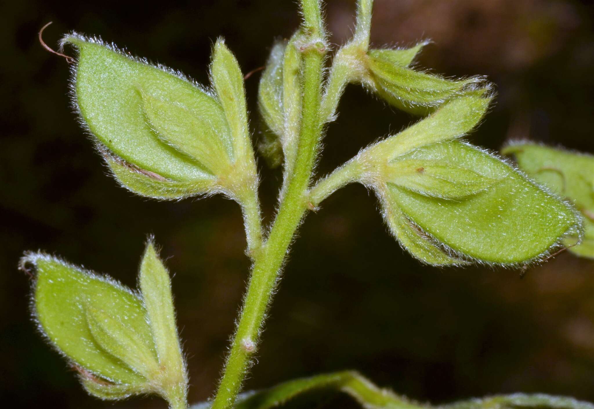 Plancia ëd Rhynchosia latifolia Torr. & A. Gray