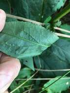 Image of roundleaf goldenrod