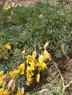 Image of Tropaeolum polyphyllum Cav.