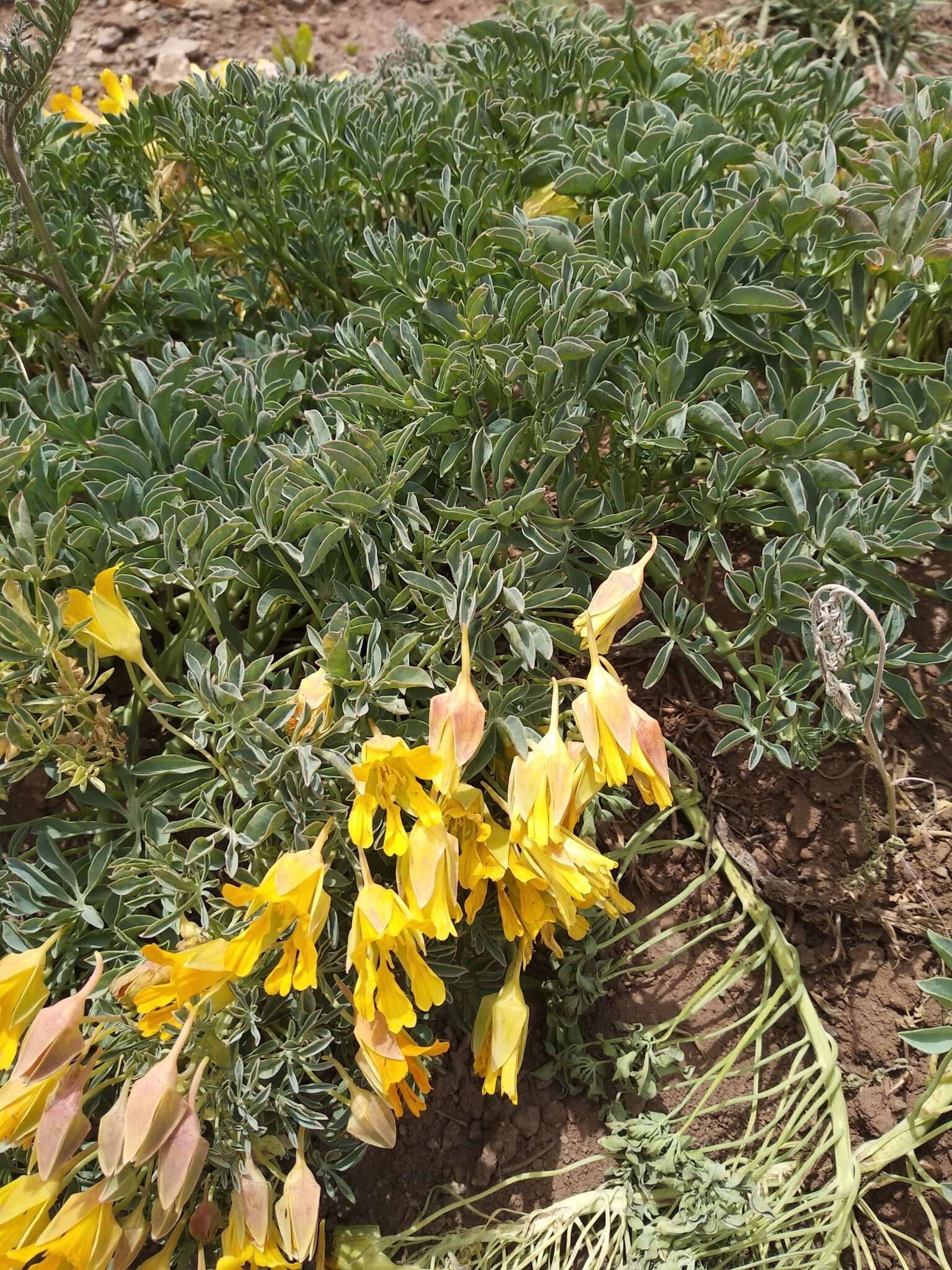 Image of Tropaeolum polyphyllum Cav.