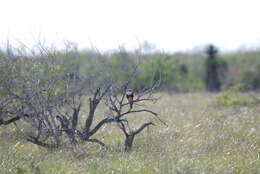 Image of Northern Aplomado Falcon
