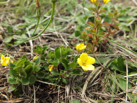 Image of <i>Lysimachia procumbens</i> Bandoni