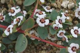 Image de <i>Euphorbia <i>polycarpa</i></i> var. polycarpa