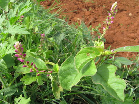 Image of false amaranth