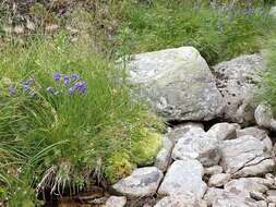 Image of Campanula serrata (Kit. ex Schult.) Hendrych