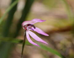 Image of Black-tongue caladenia