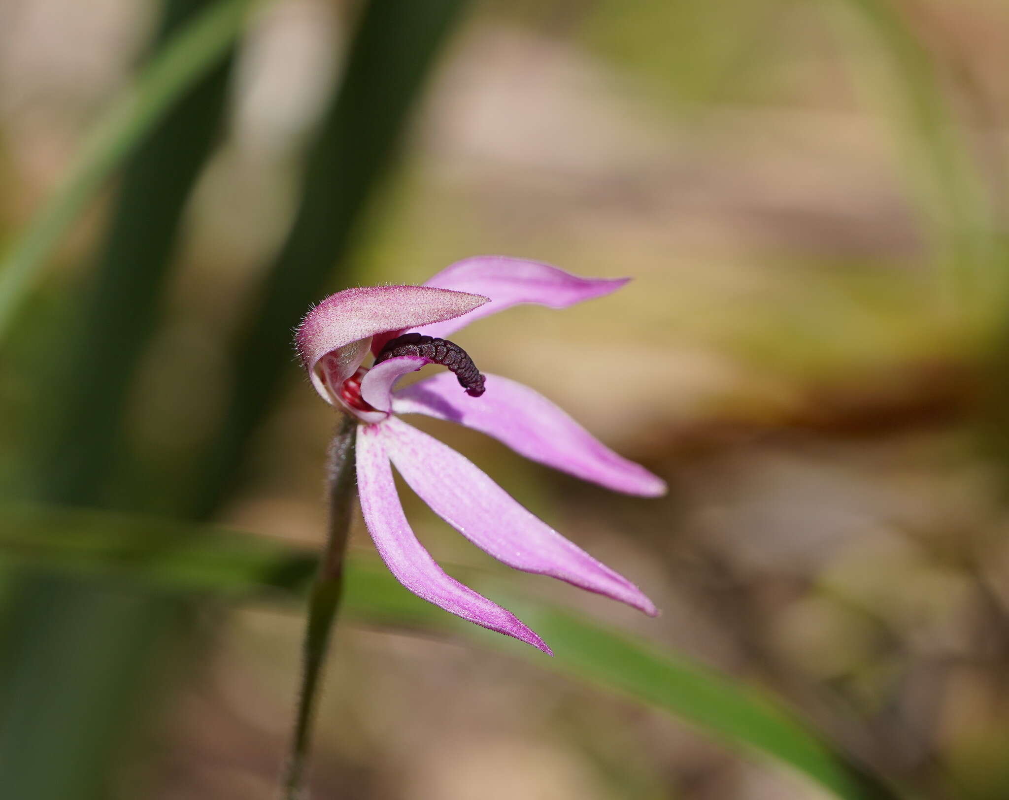 Image of Black-tongue caladenia