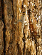 Image of Collared iguana