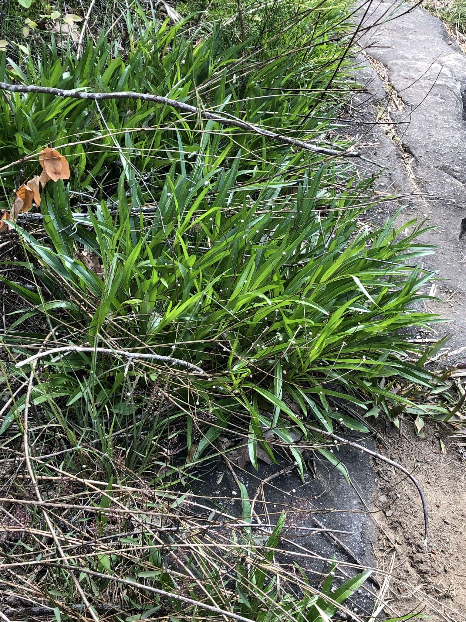 Image of longleaf sunflower