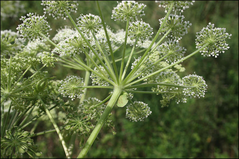 Image of Angelica dahurica (Fisch. ex Hoffm.) Benth. & Hook. fil. ex Franch. & Savat.