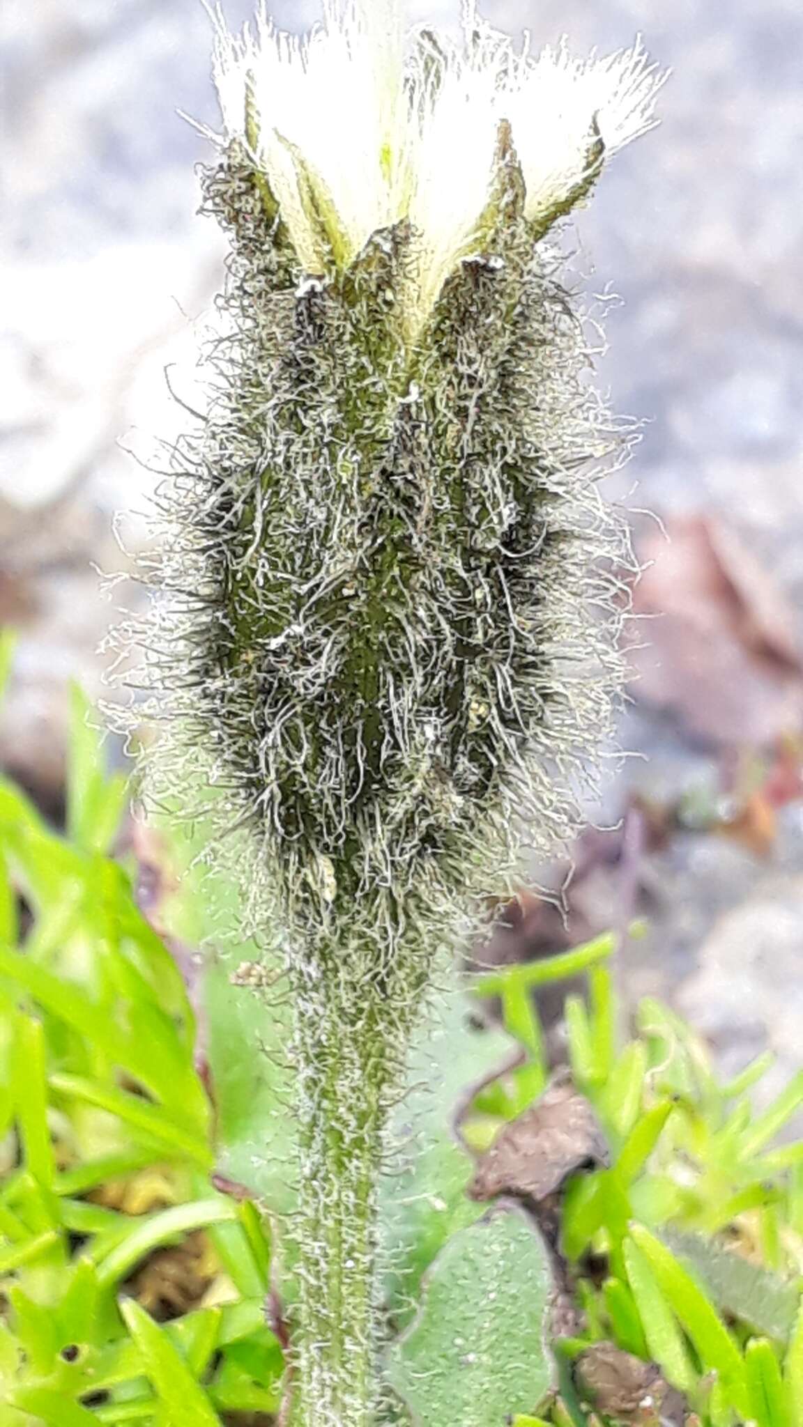 Image of Scorzoneroides montana (Lam.) J. Holub