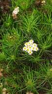 Image of Thin-leafed Darwin's Shrub