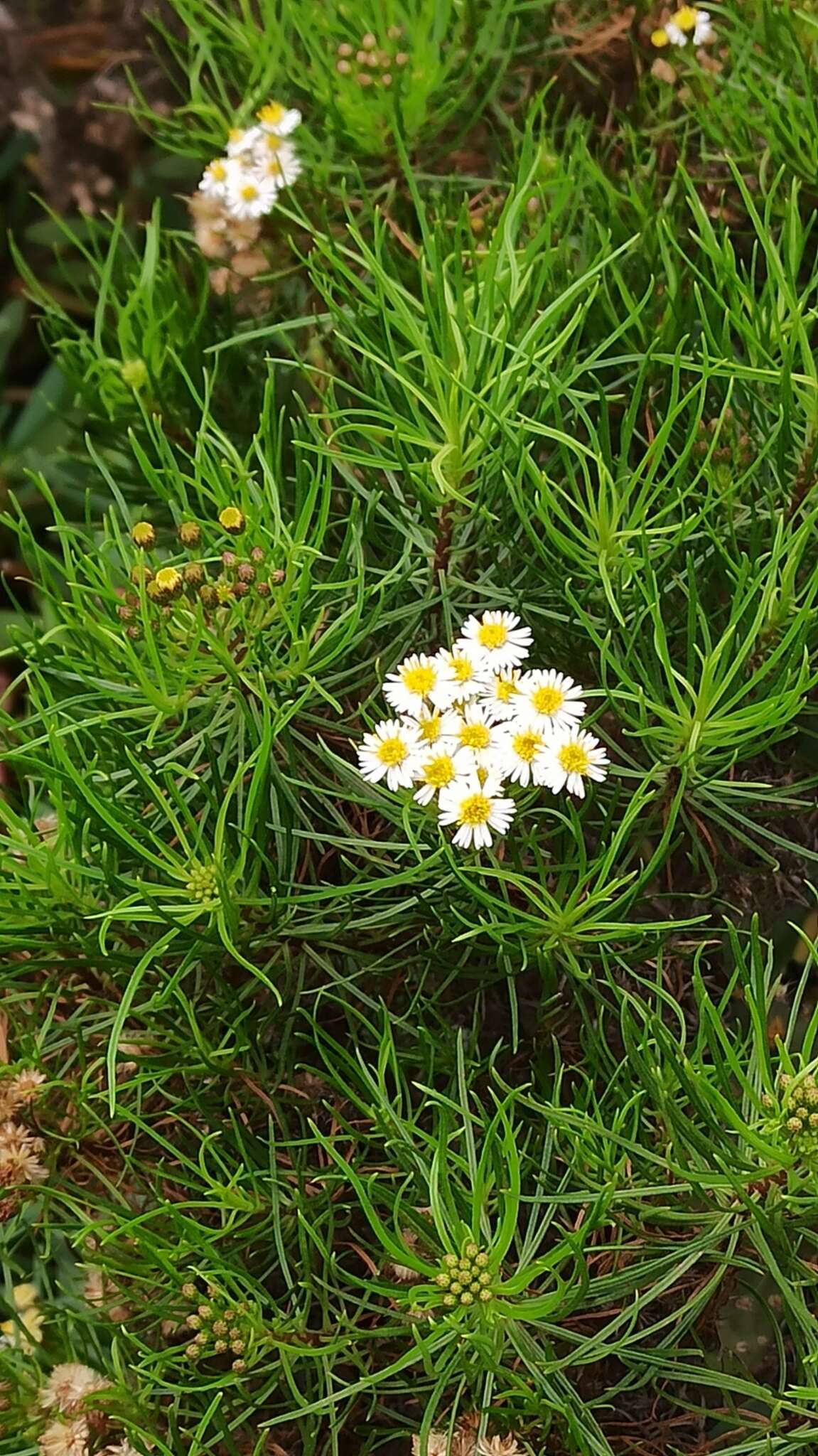 Image of Thin-leafed Darwin's Shrub