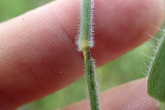 Image of Broom Rosette Grass