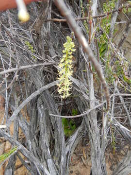 Image of Holothrix secunda (Thunb.) Rchb. fil.