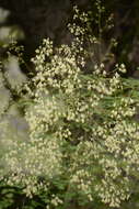 Sivun Thalictrum foliolosum DC. kuva