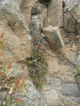 صورة Sonchus gummifer Link