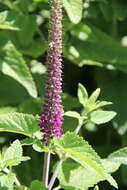 Image de Teucrium hircanicum L.