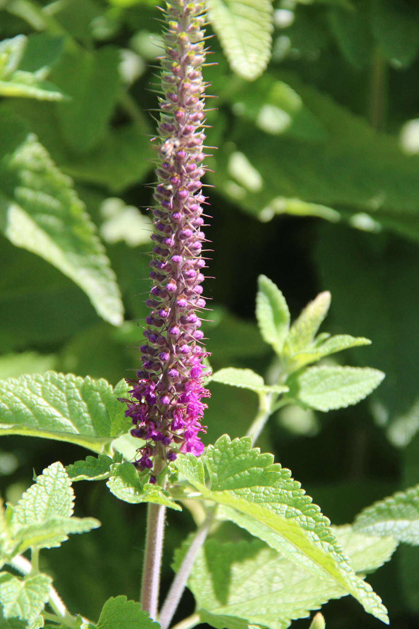 Image de Teucrium hircanicum L.