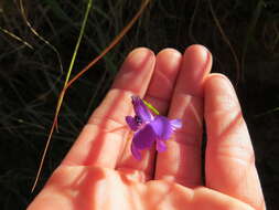 Image of Lobelia coronopifolia L.