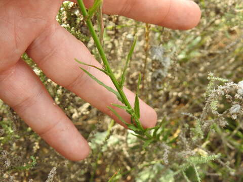 صورة Wahlenbergia undulata (L. fil.) A. DC.