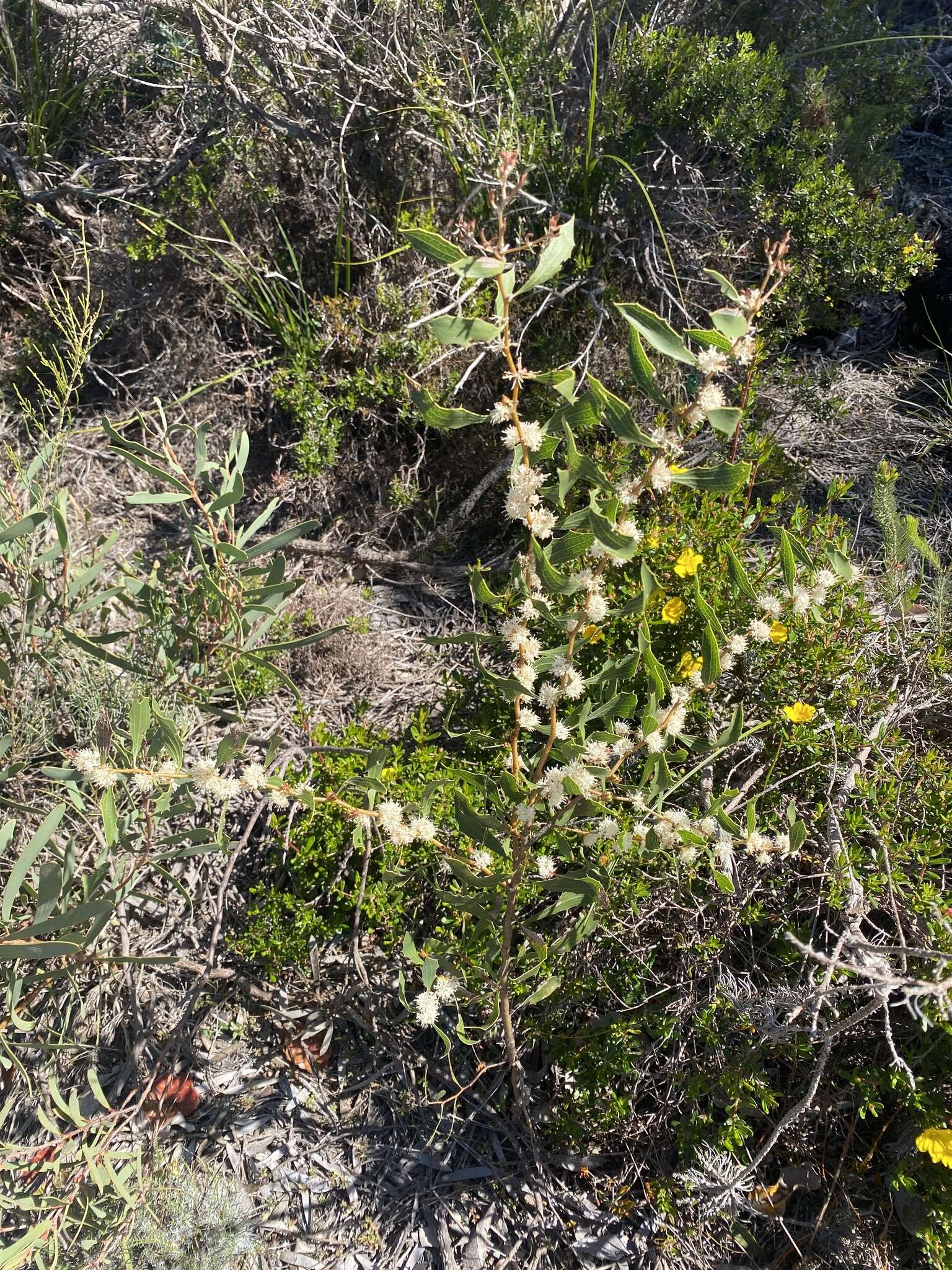 Image of Hakea anadenia Haegi