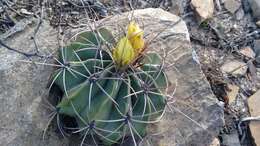 Image of Emory's barrel cactus
