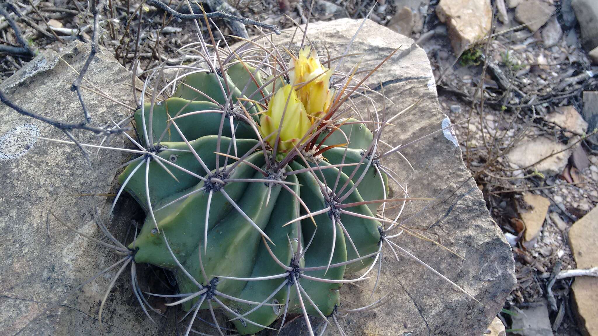 Image of Emory's barrel cactus