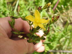 Image of Hypericum aethiopicum subsp. sonderi (Bred.) N. K. B. Robson