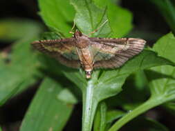 Image de Cnaphalocrocis limbalis Wileman 1911