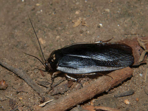 Image of Gynopeltis cryptospila (Walker & F. 1868)