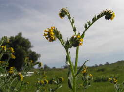 Image of Menzies' fiddleneck