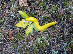 Image of California Banana Slug