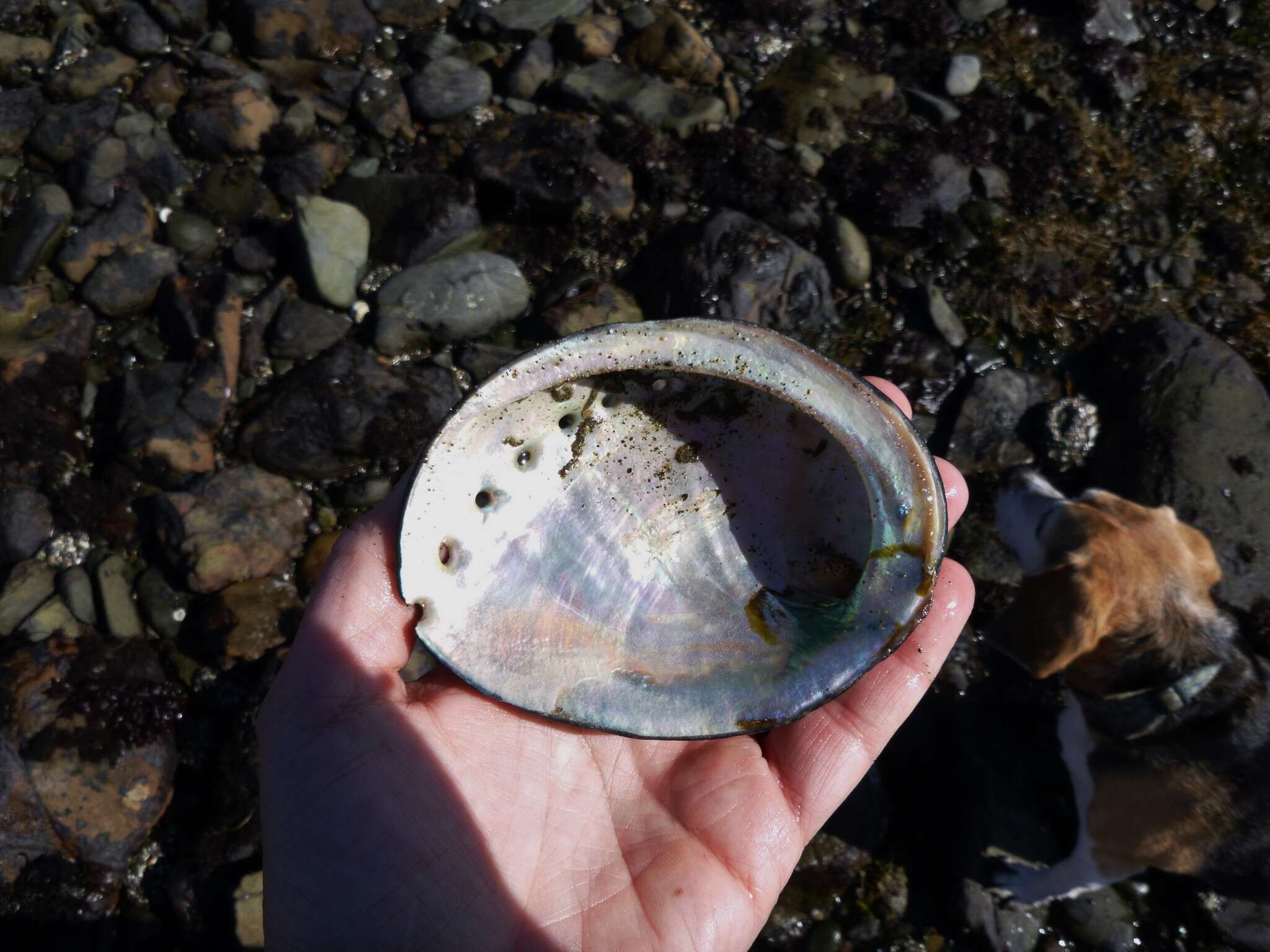 Image of Black Abalone