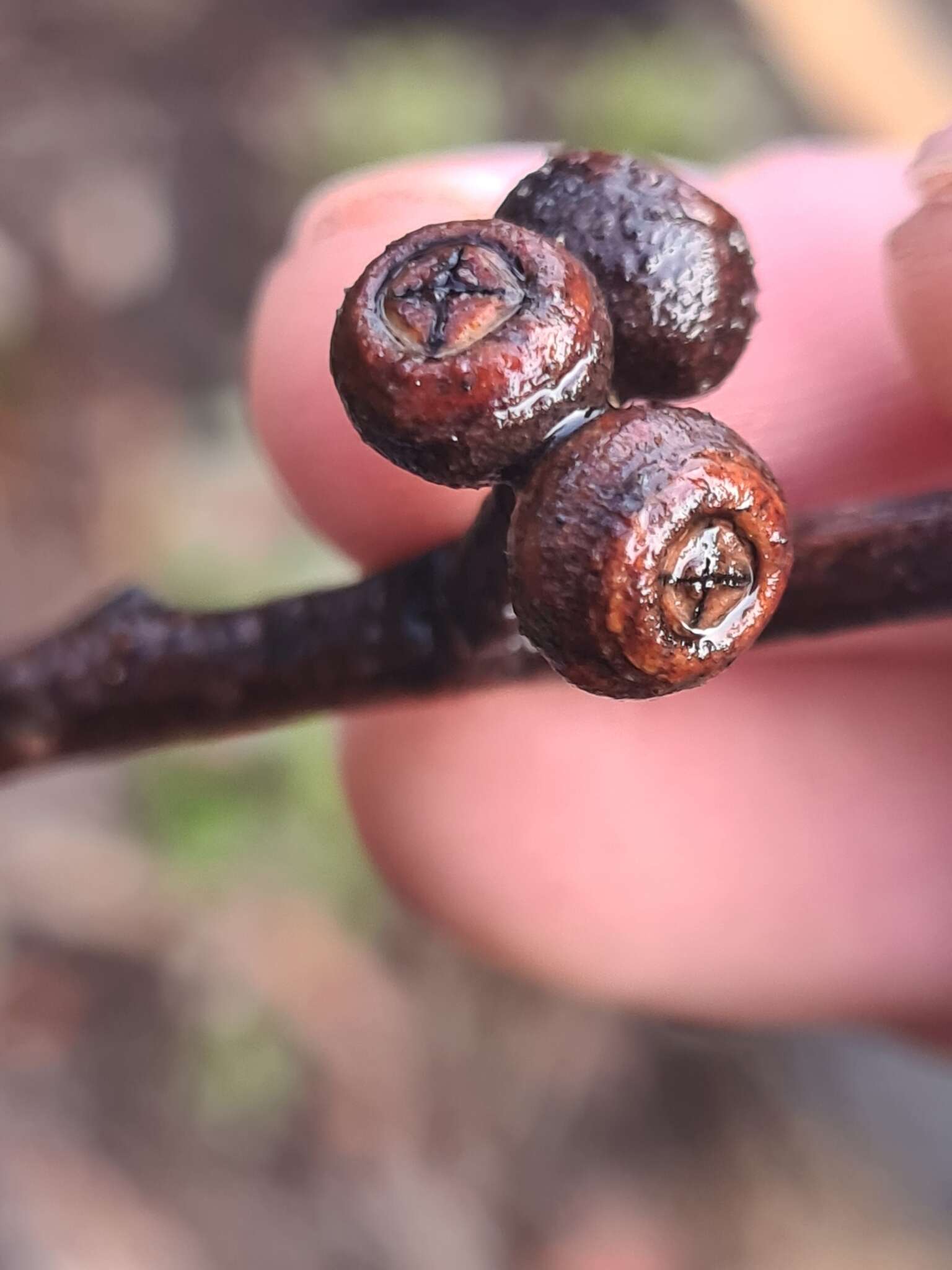 Image of brown stringybark