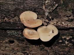 Image of Pleurocollybia cremea (G. Stev.) E. Horak 1971