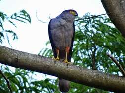 Image of Bicolored Hawk