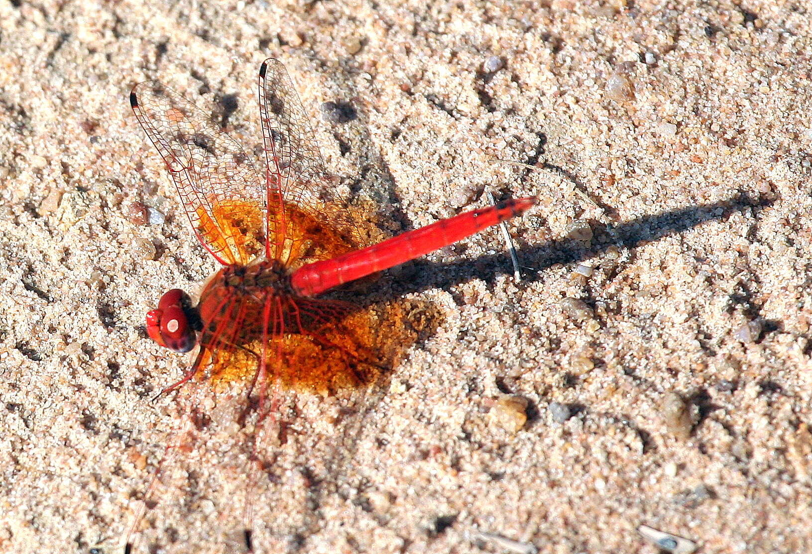 Image of <i>Trithemis kirbyi ardens</i> Gerstaecker 1891