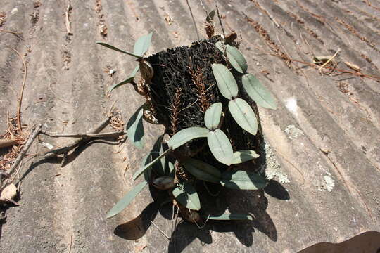 Image of Bulbophyllum horizontale Bosser