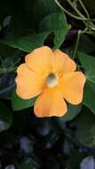 Image de Thunbergia alata Boj. ex Sims