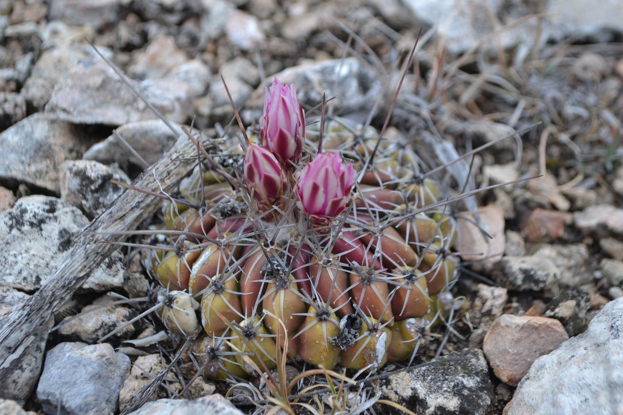 Sivun Thelocactus conothelos subsp. conothelos kuva