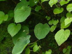 Image of Ariopsis peltata Nimmo