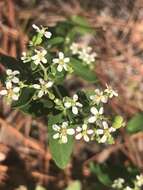 Image of false flowering spurge