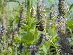 Image of Rusty patched bumble bee