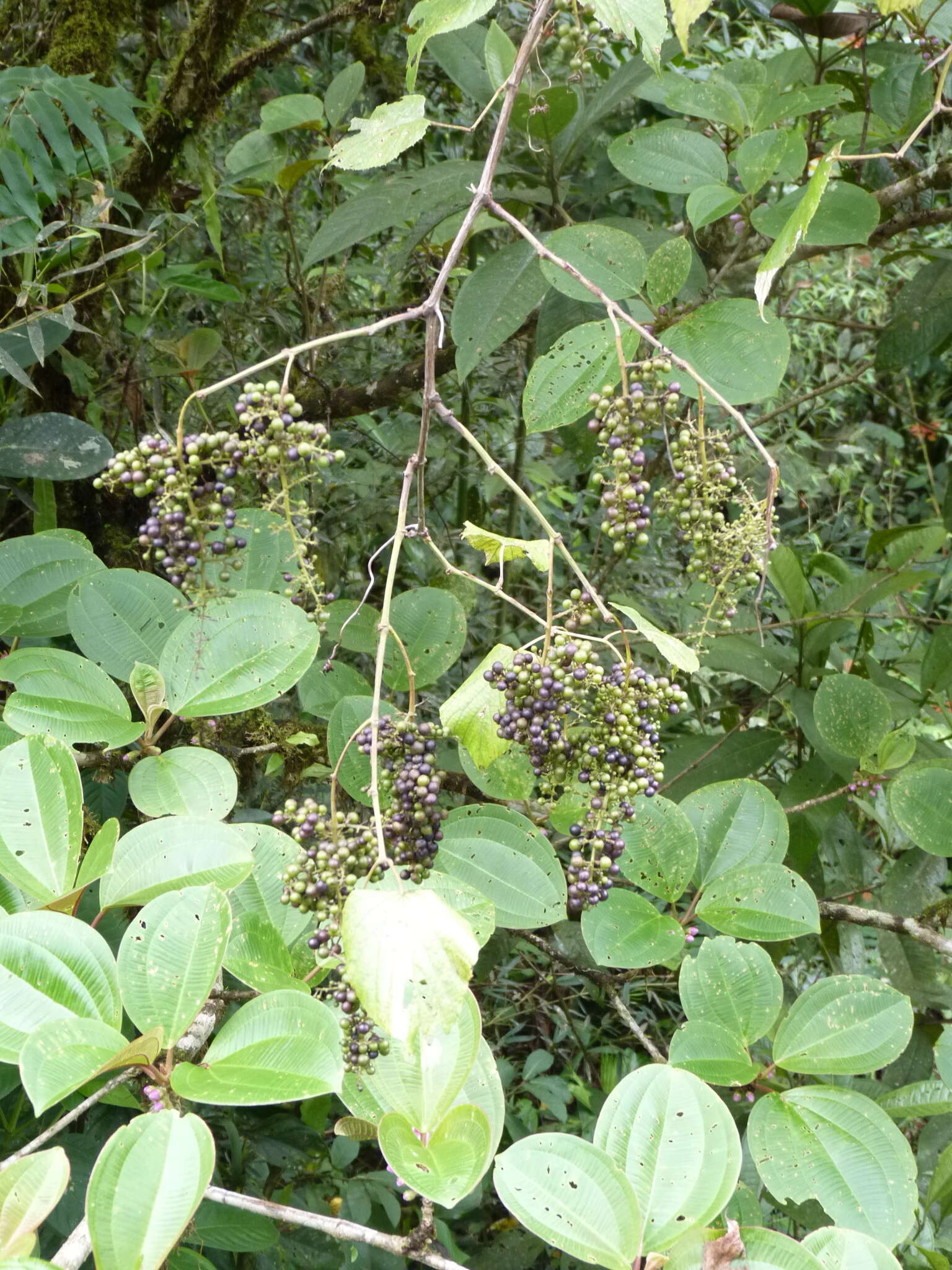 Image of West Indian grape